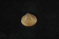 藏品(臺灣蜆)的圖片